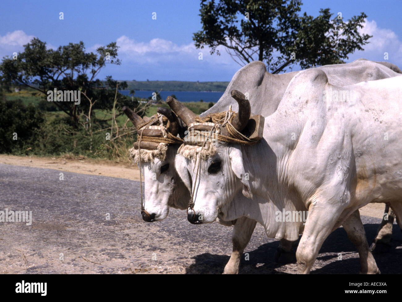 Farming Harvest Agriculture Pinar de Rio Transport  Ox Wagon cart Cow Province of Pinar del Rio cattle hoofed animal domestic Stock Photo