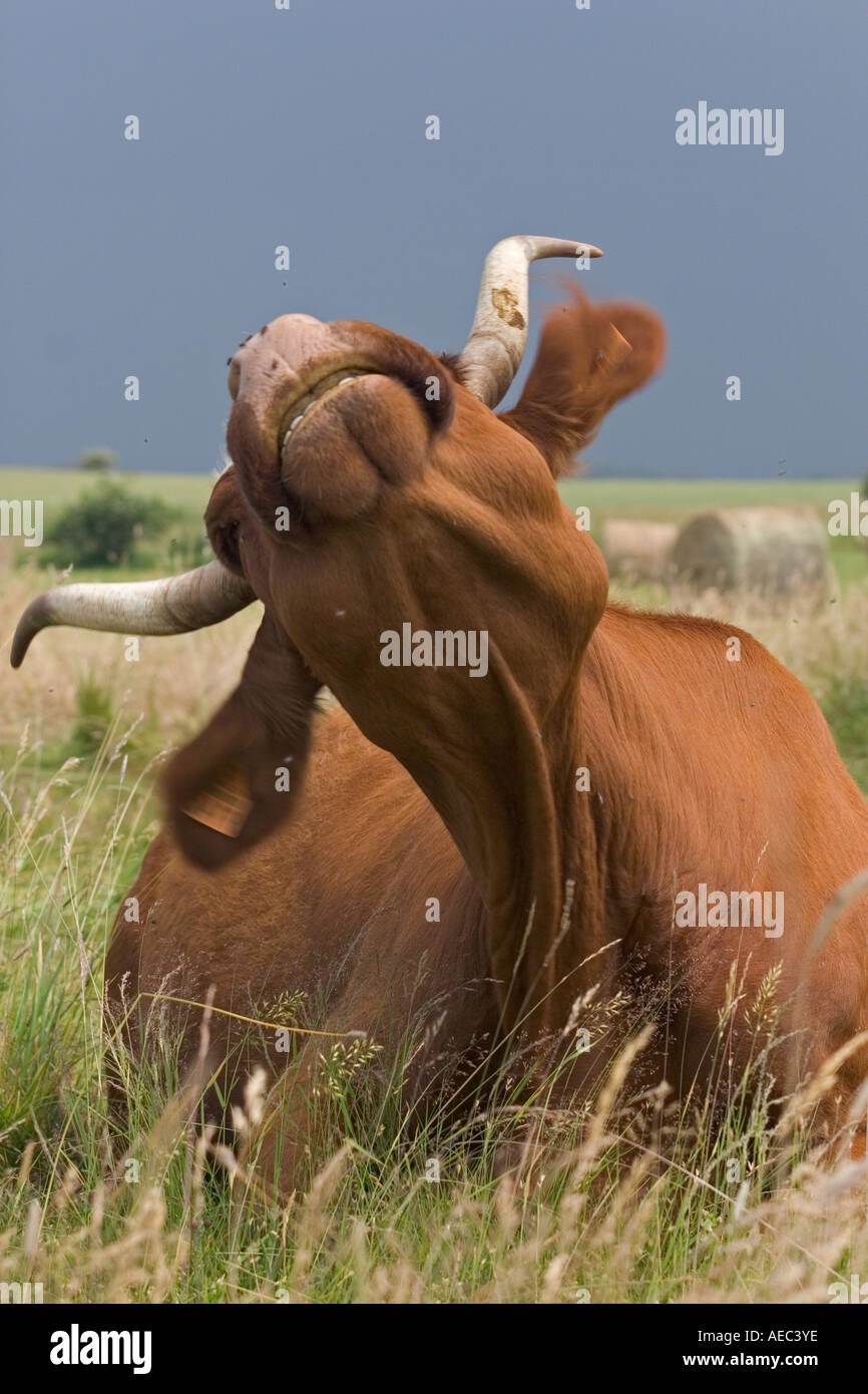 Front De Boeuf High Resolution Stock Photography And Images Alamy Front De Boeuf High Resolution Stock Photography And Images Alamy