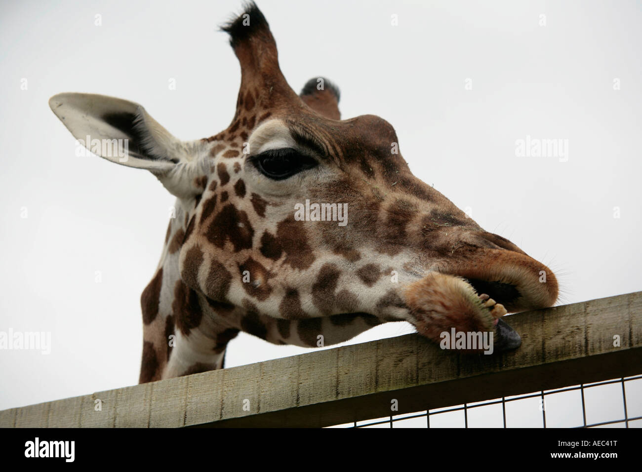 A single captive female giraffe (Giraffa camelopardalis) trying to chew the top of a fence Stock Photo