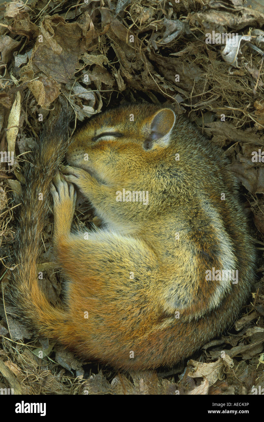 Hibernating Chipmunk