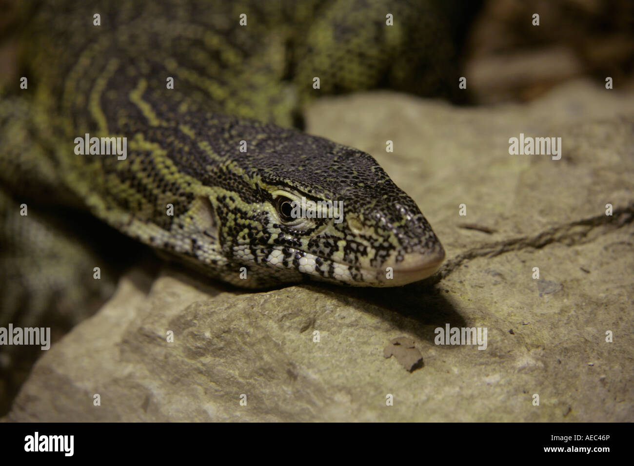 Close up of head of a beautiful Nile Monitor Lizard (Varanus niloticus) moving over large stone Stock Photo