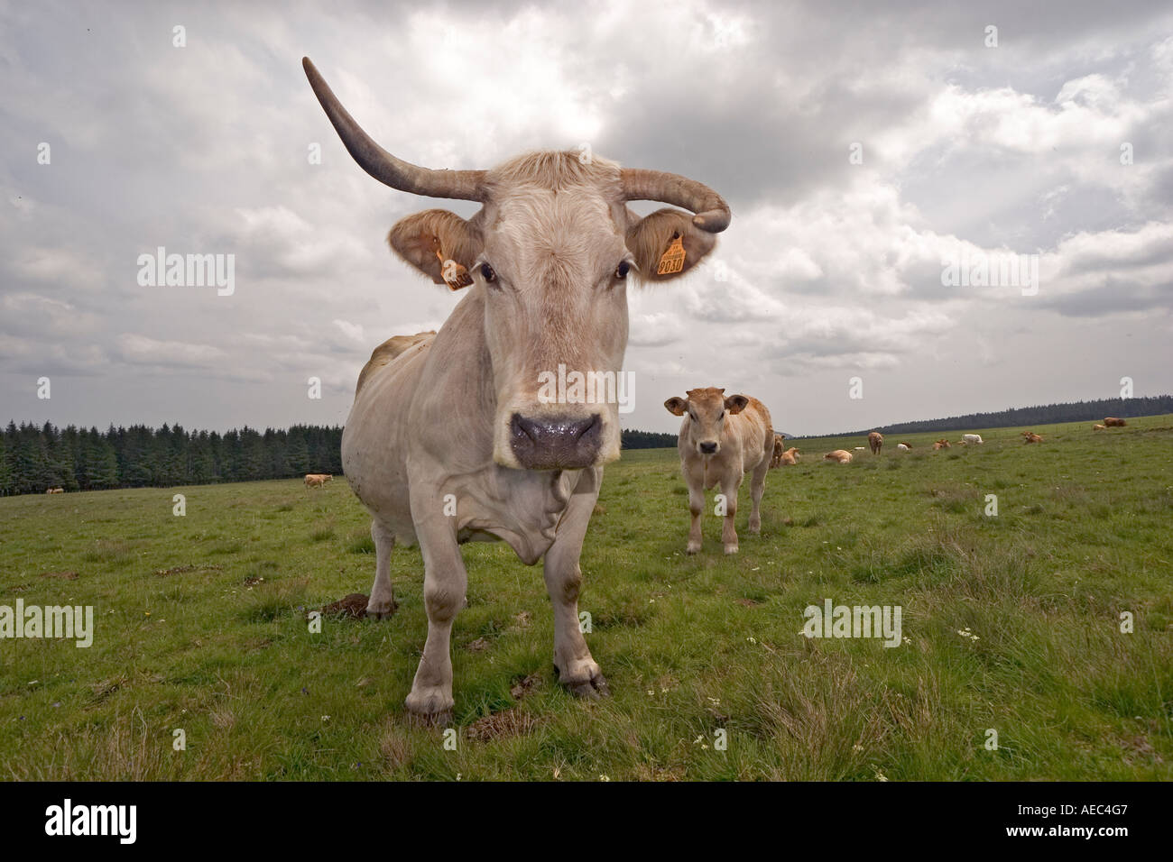 Badly cross-bred cow (Bos taurus domesticus) in Auvergne (France).  Piètre vache de race mixte en Auvergne (France). Stock Photo