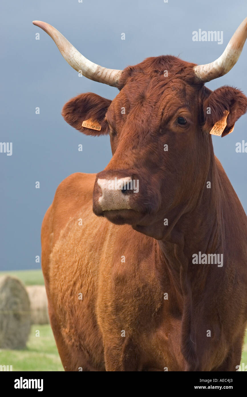 Photograph Of A Salers Cow Bos Taurus Domesticus In Auvergne France Portrait Dune Vache De 