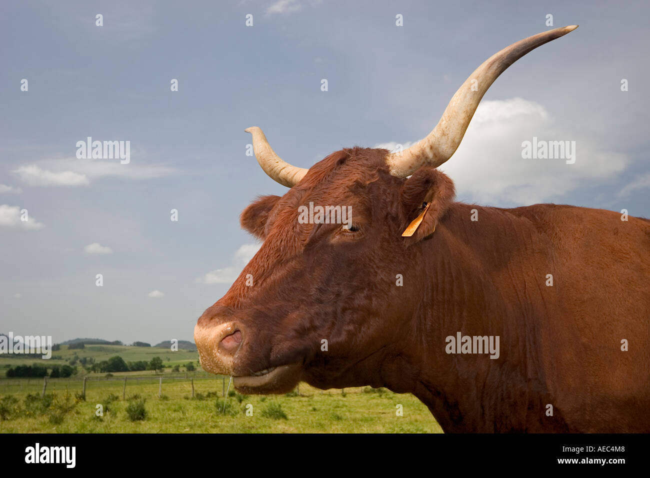 Photograph In Profile Of A Salers Cow In Auvergne France Portrait De Profil Dune Vache De 