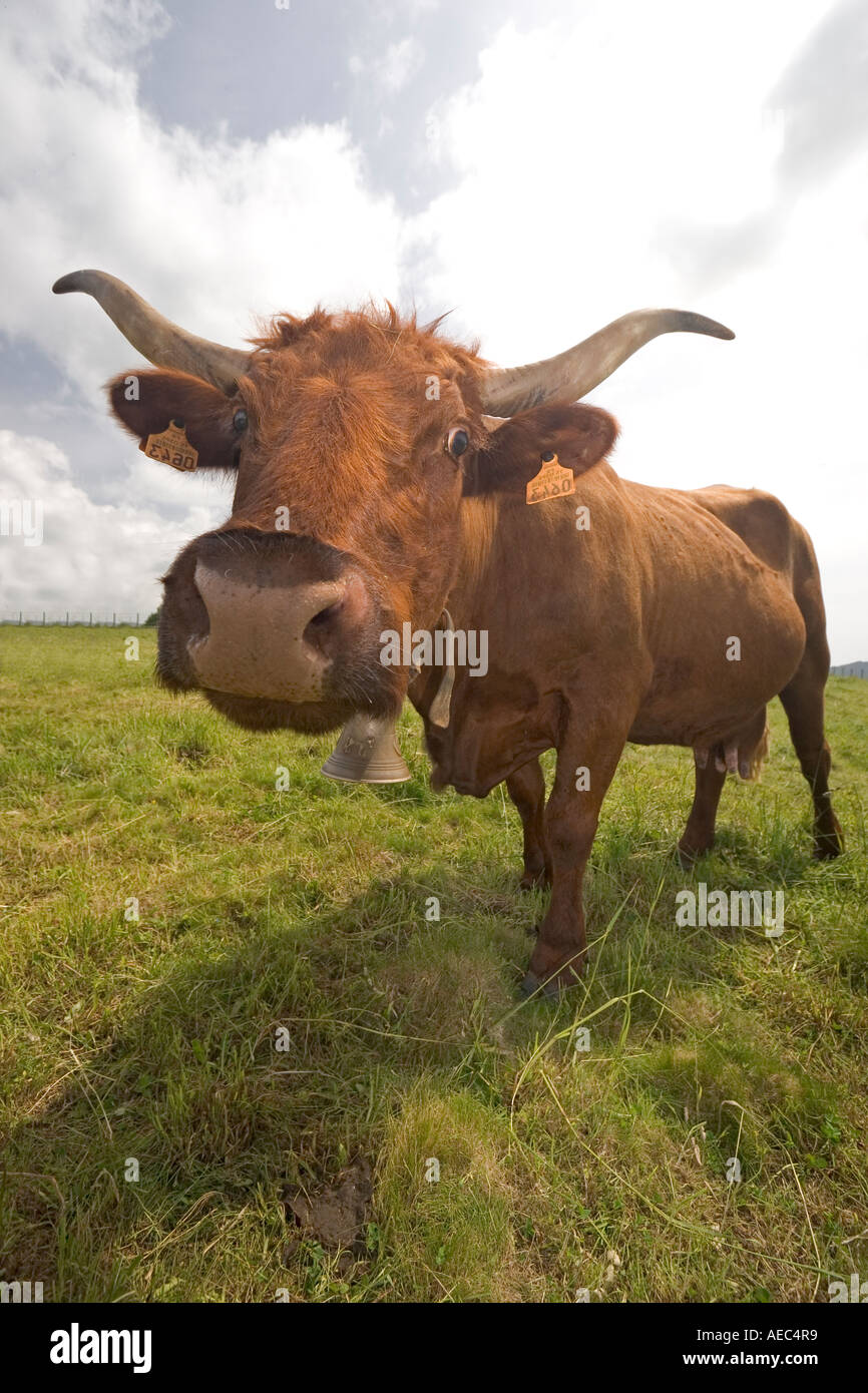 Télécharger gratuitement Images Humoristique Stock Photos Humoristique Stock Images Alamy actualisé par