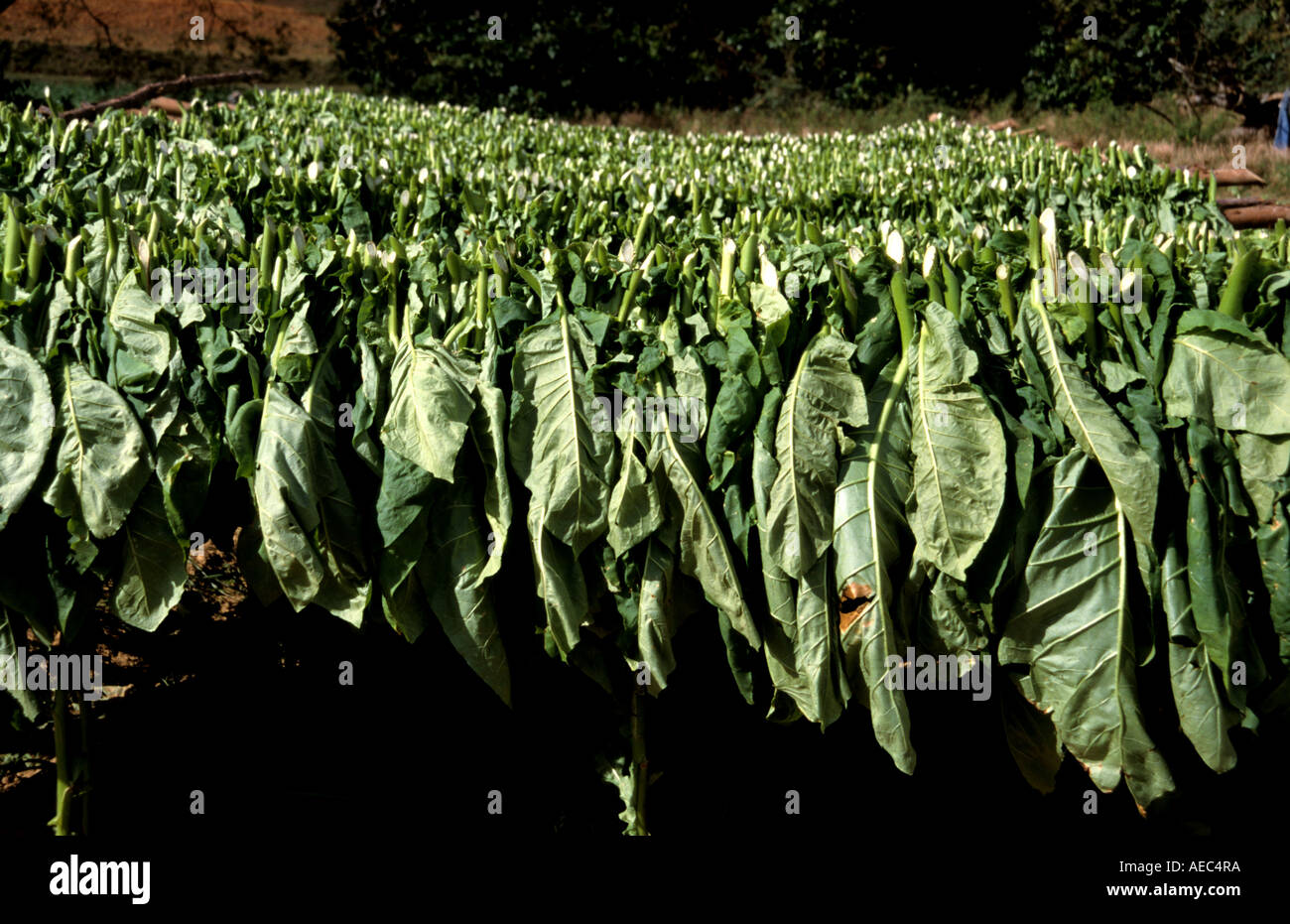 corrective statements tobacco Corrective Statements Important Moment in Tobacco Control
