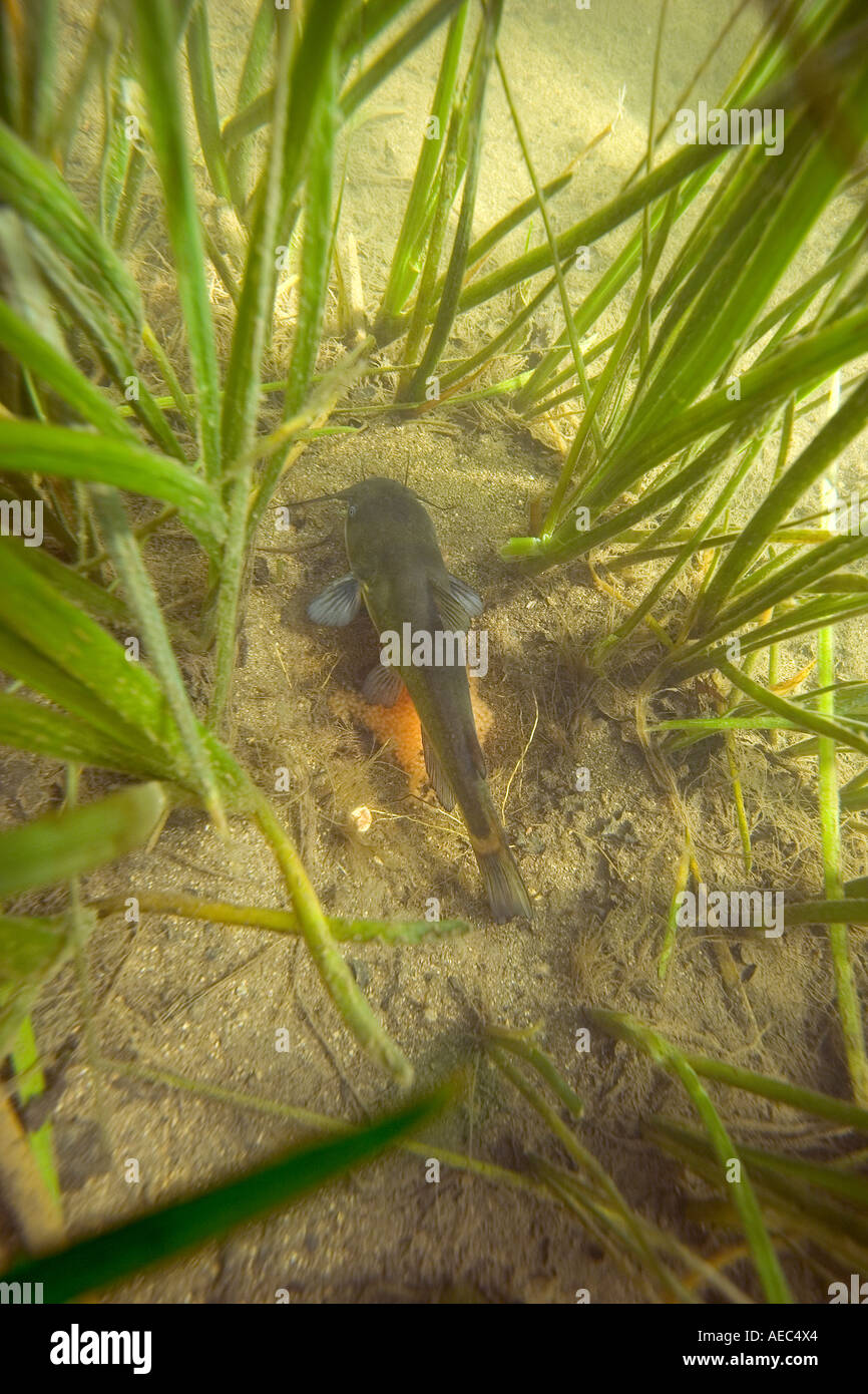 Poisson Chat High Resolution Stock Photography And Images Alamy
