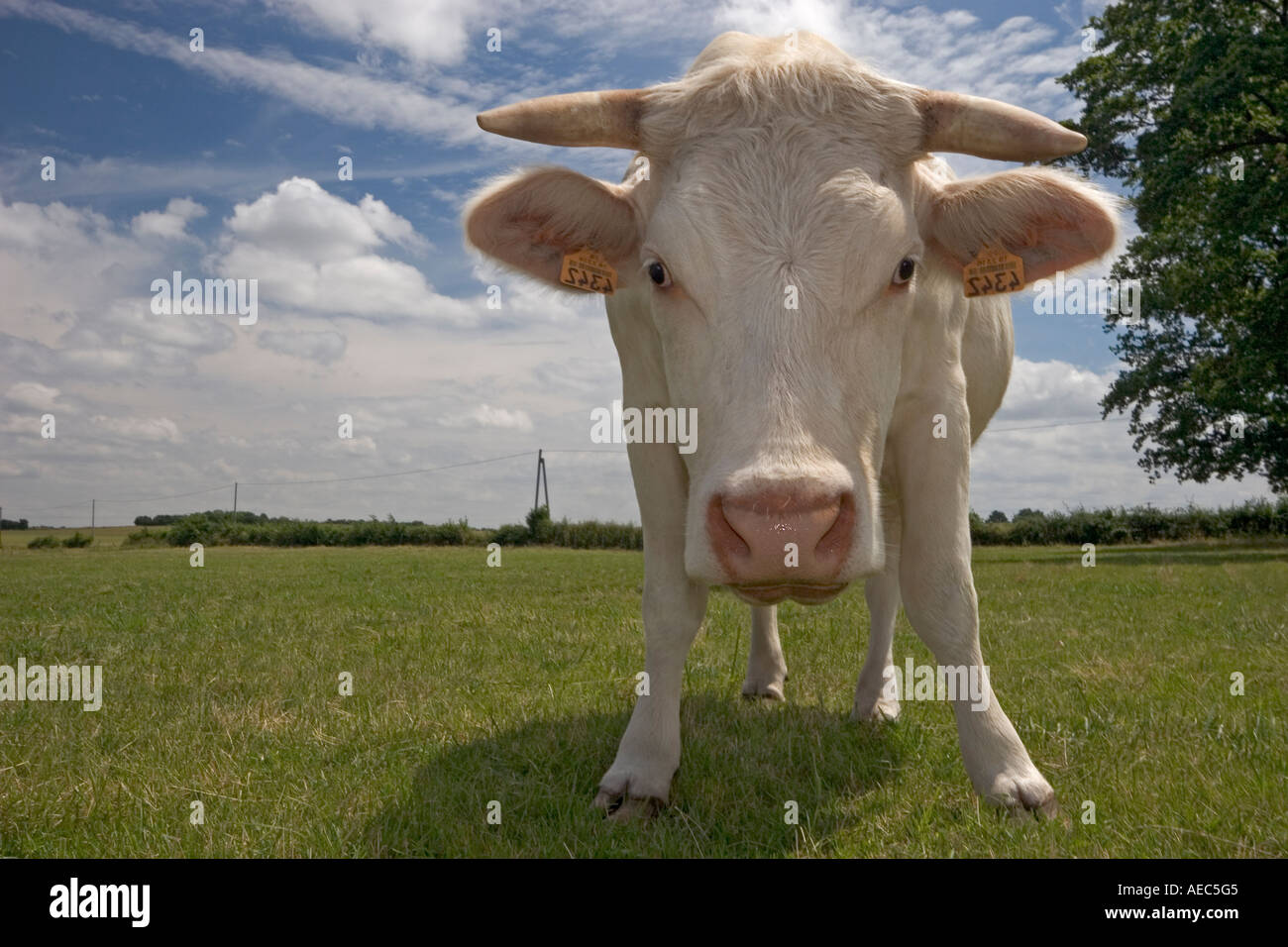 Jeune Vache Charolaise High Resolution Stock Photography And Images Alamy Jeune Vache Charolaise High Resolution Stock Photography And Images Alamy