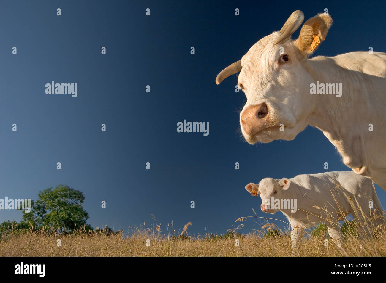 Low Angle Shot Of A Charolais Cow And Its Calf France Portrait En Stock Photo Alamy