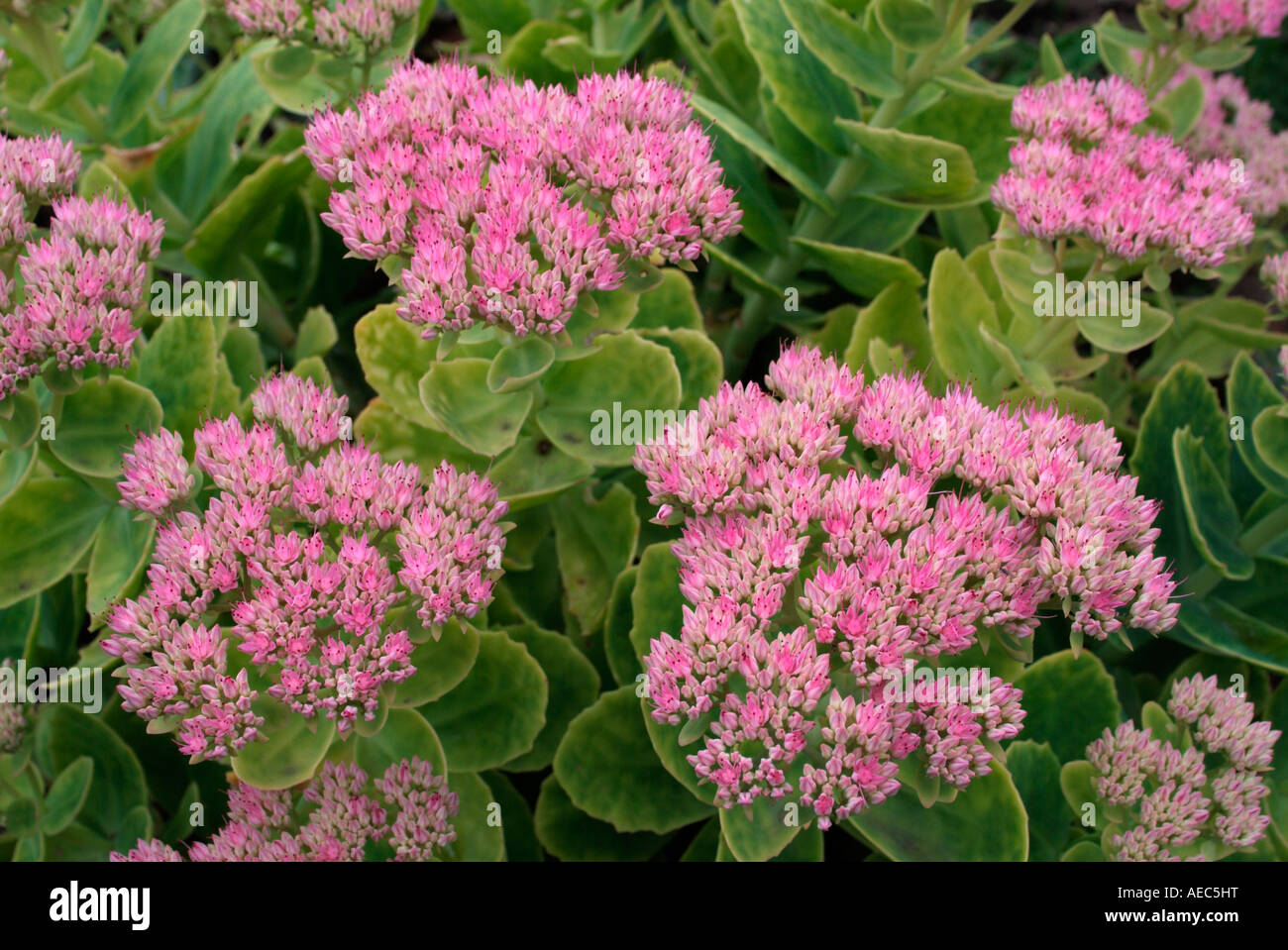 The pink flowers of Sedum spectabile (Ice plant) Stock Photo
