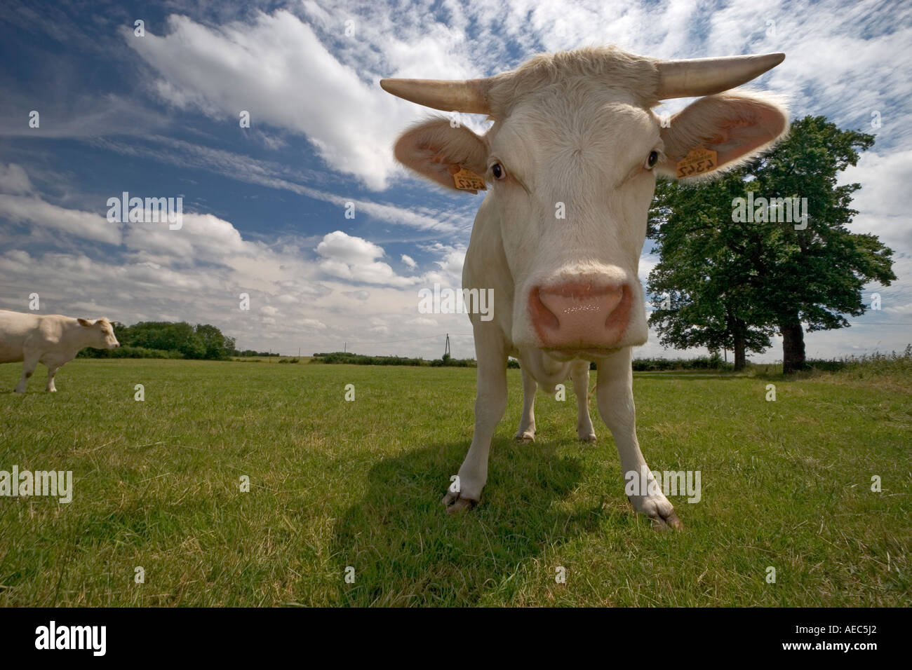 Low Angle Shot Of A Charolais Cow In Auvergne France Portrait En Contre Plongee D Une Vache Charolaise En Auvergne France Stock Photo Alamy