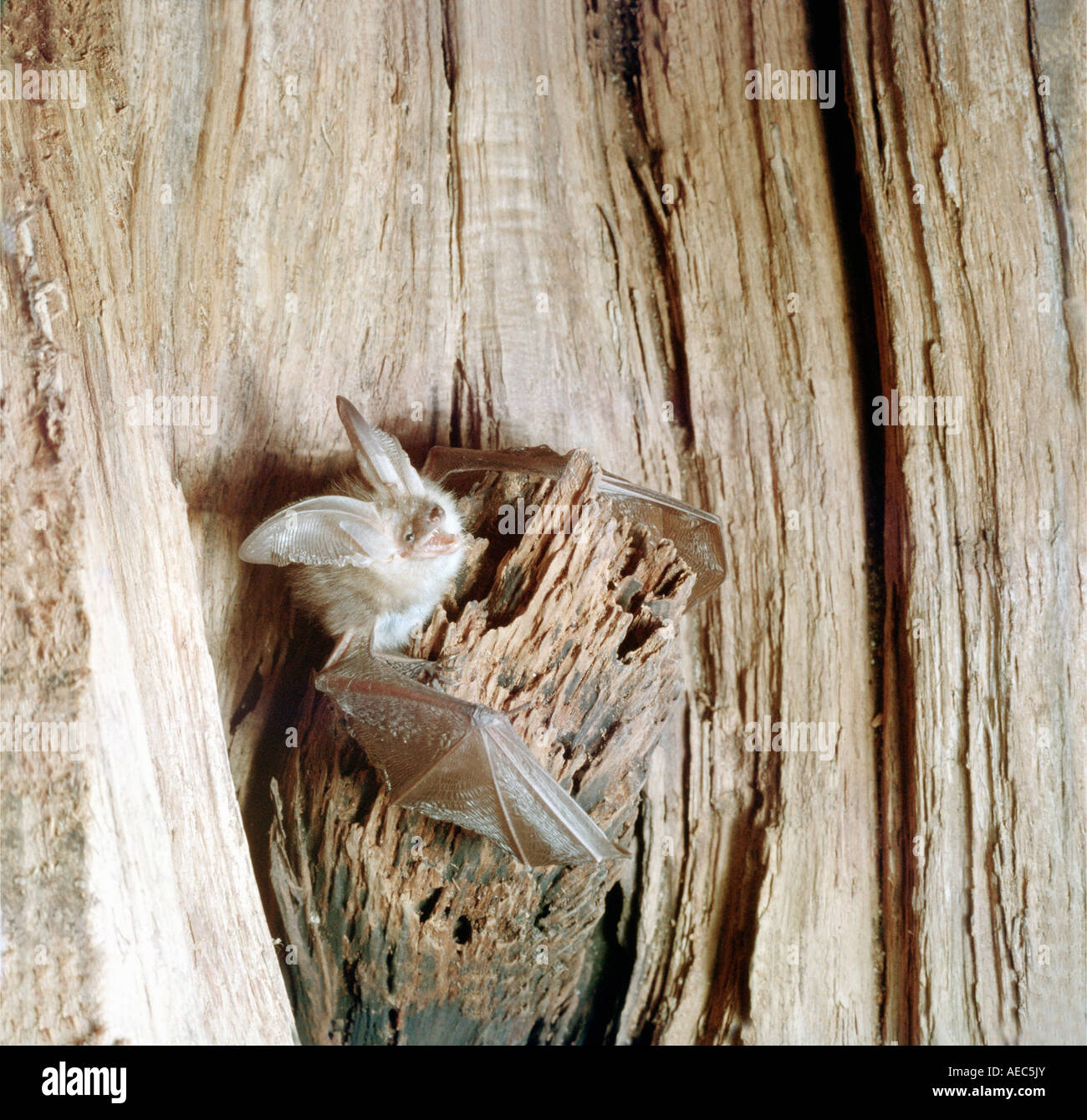 Brown long-eared Bat, Common long-eared Bat (Plecotus auritus), Stock Photo