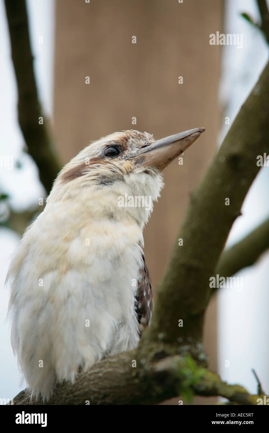 Young Laughing Kookaburra (Dacelo novaeguineae) perching on branch of tree Stock Photo