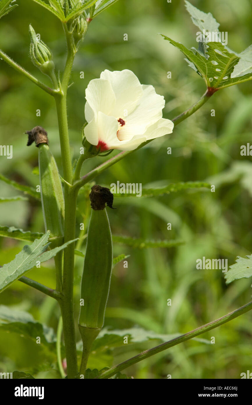 Okra flower hires stock photography and images Alamy