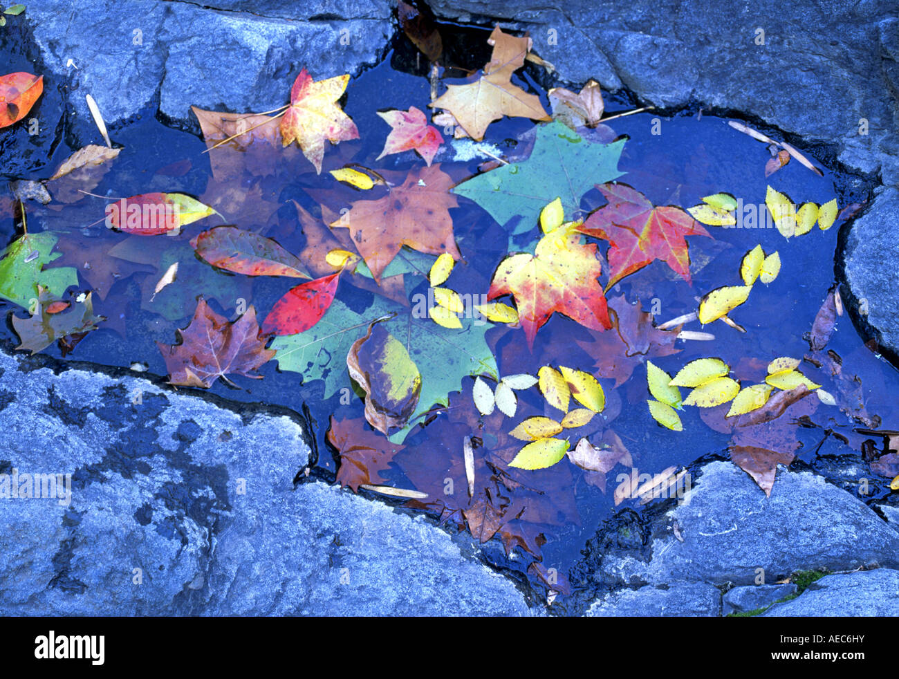 Hardwood tree leaves in a small pool of water in a creek in Hot Springs