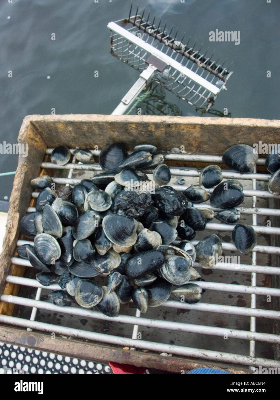 Quahogs shellfish caught by Bill Bergan at work raking for clams in Narragansett Bay off Rhode Island Stock Photo