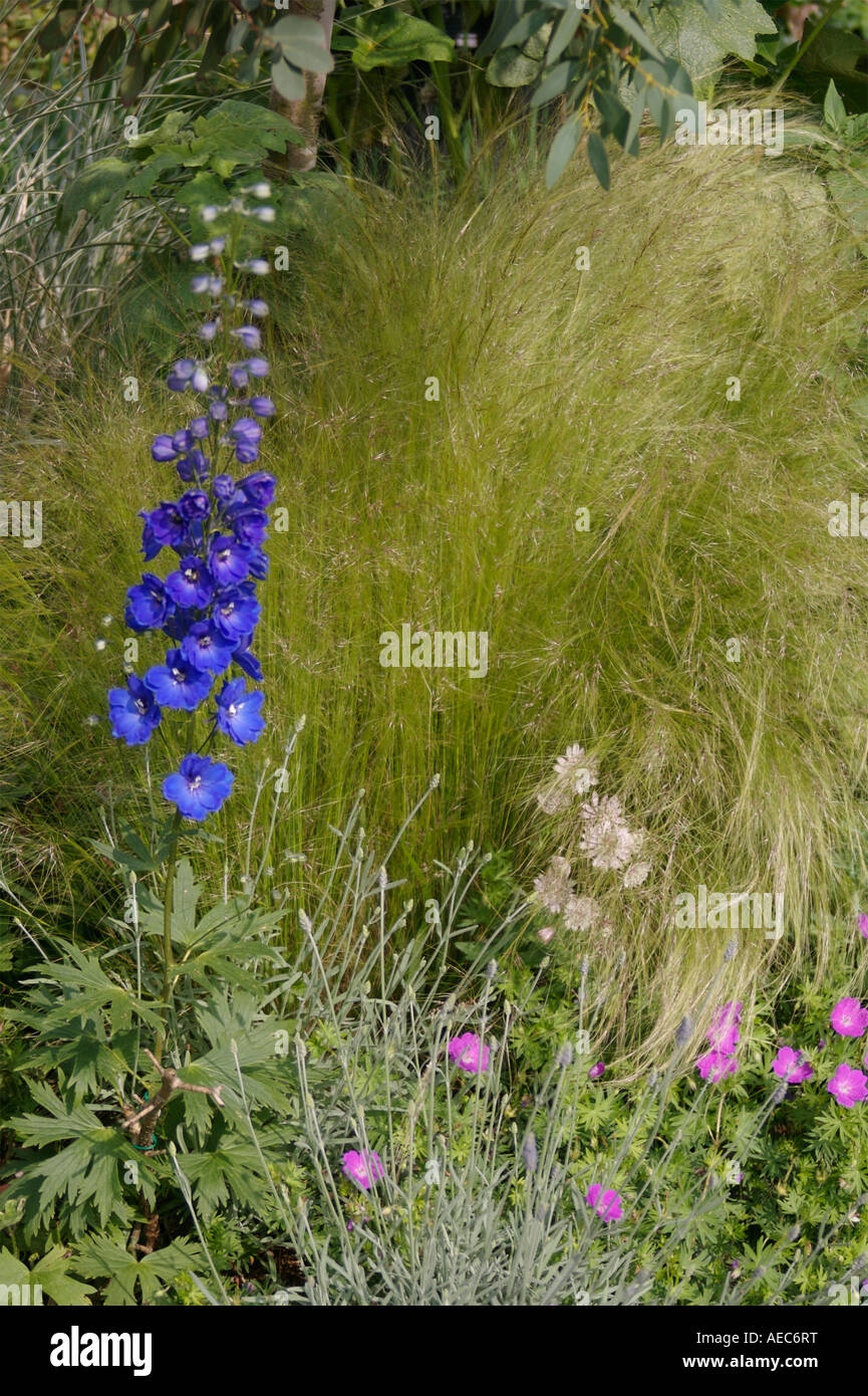 A long border with Blue Delphinium, Stipa Tenuissima grasses and flowers Stock Photo