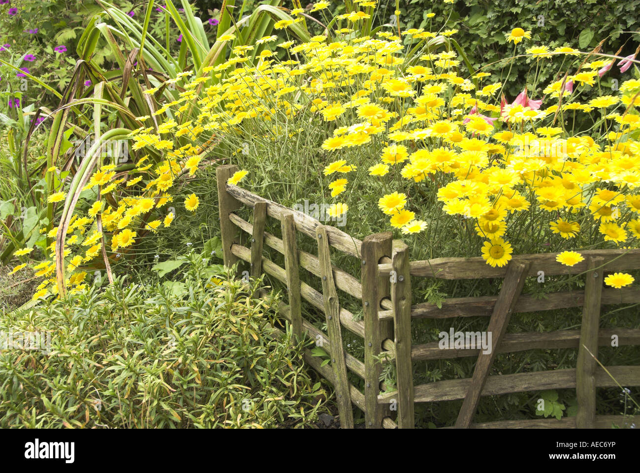 yellow flowers in cottage garden border with rustic hurdles england