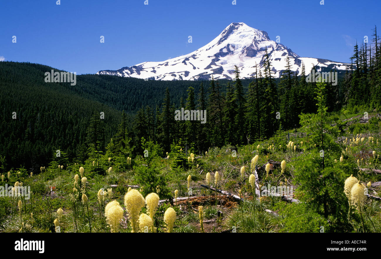 A view of beargrass in a high logged meadow with Mount Hood in the background It is Oregon s highest peak Stock Photo
