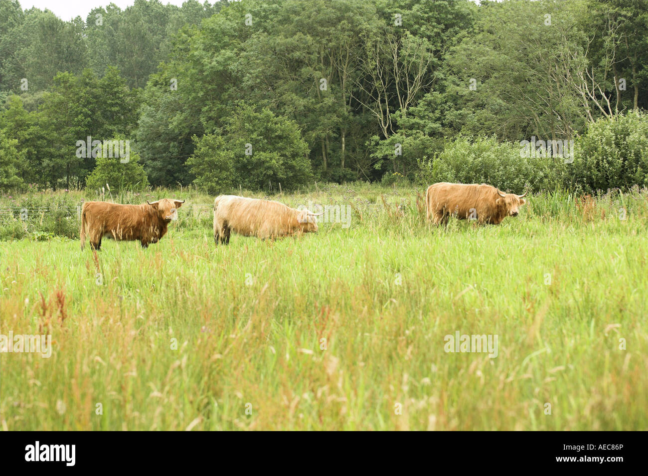 Highland Cattle being used to manage wet grazing habitat in East Anglia England July Stock Photo