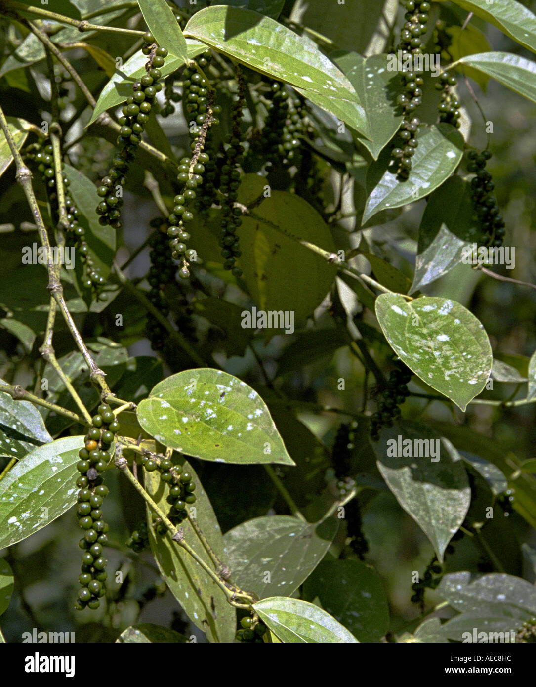 Black pepper plant, Kerala, India Stock Photo Alamy