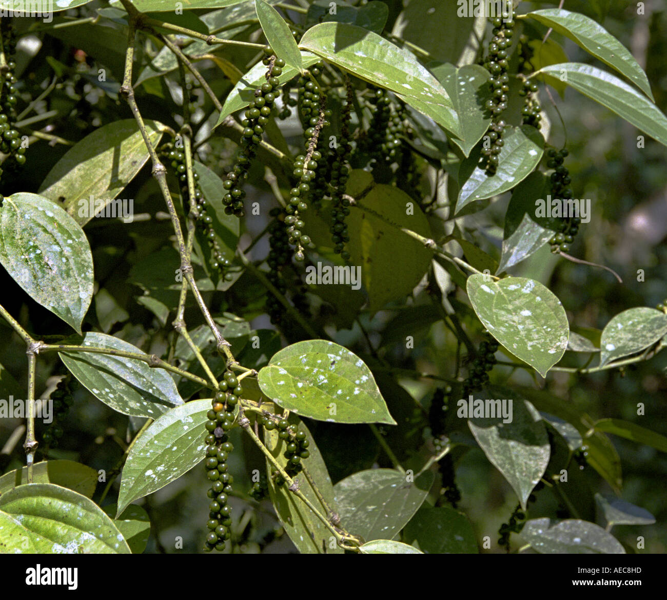 Black pepper plant, Kerala, India Stock Photo Alamy