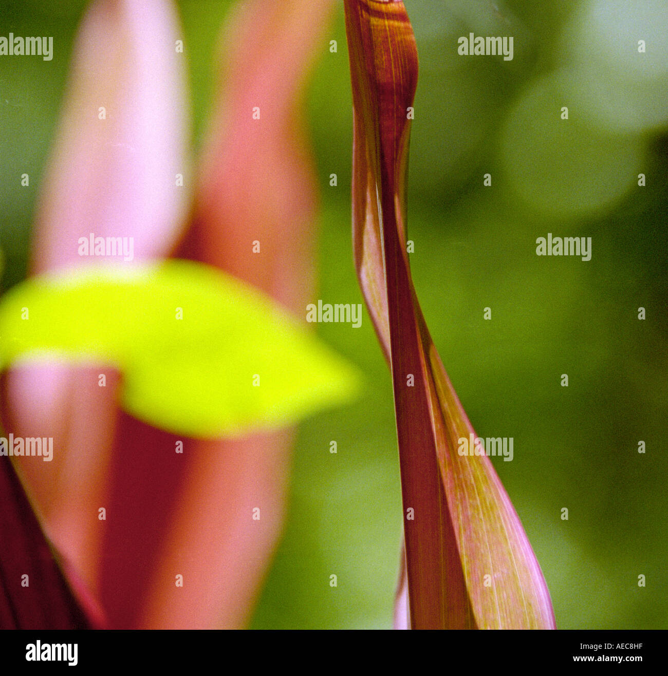 Purple backgroung hi-res stock photography and images - Alamy