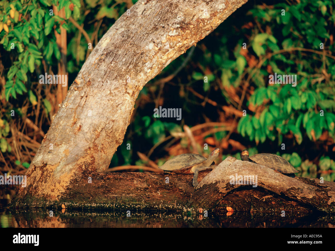 Pair of Yellow Spot Signet Turtles on log in Lake Sandoval Peruvian Rainforest South America Stock Photo