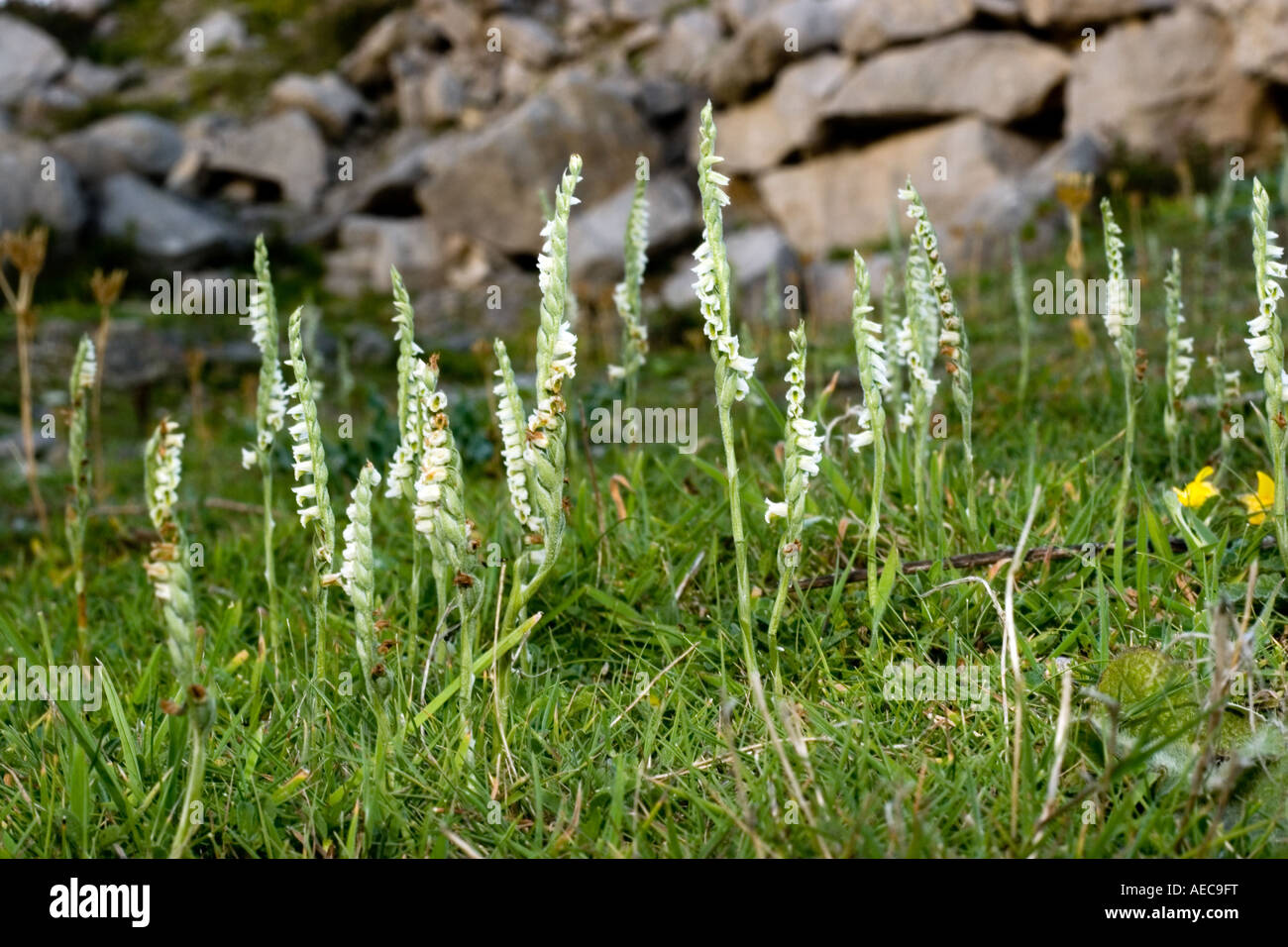 Large flowering of Autumn Lady's Tresses in an abandoned quarry on the East Cliffs of Portland during August Stock Photo