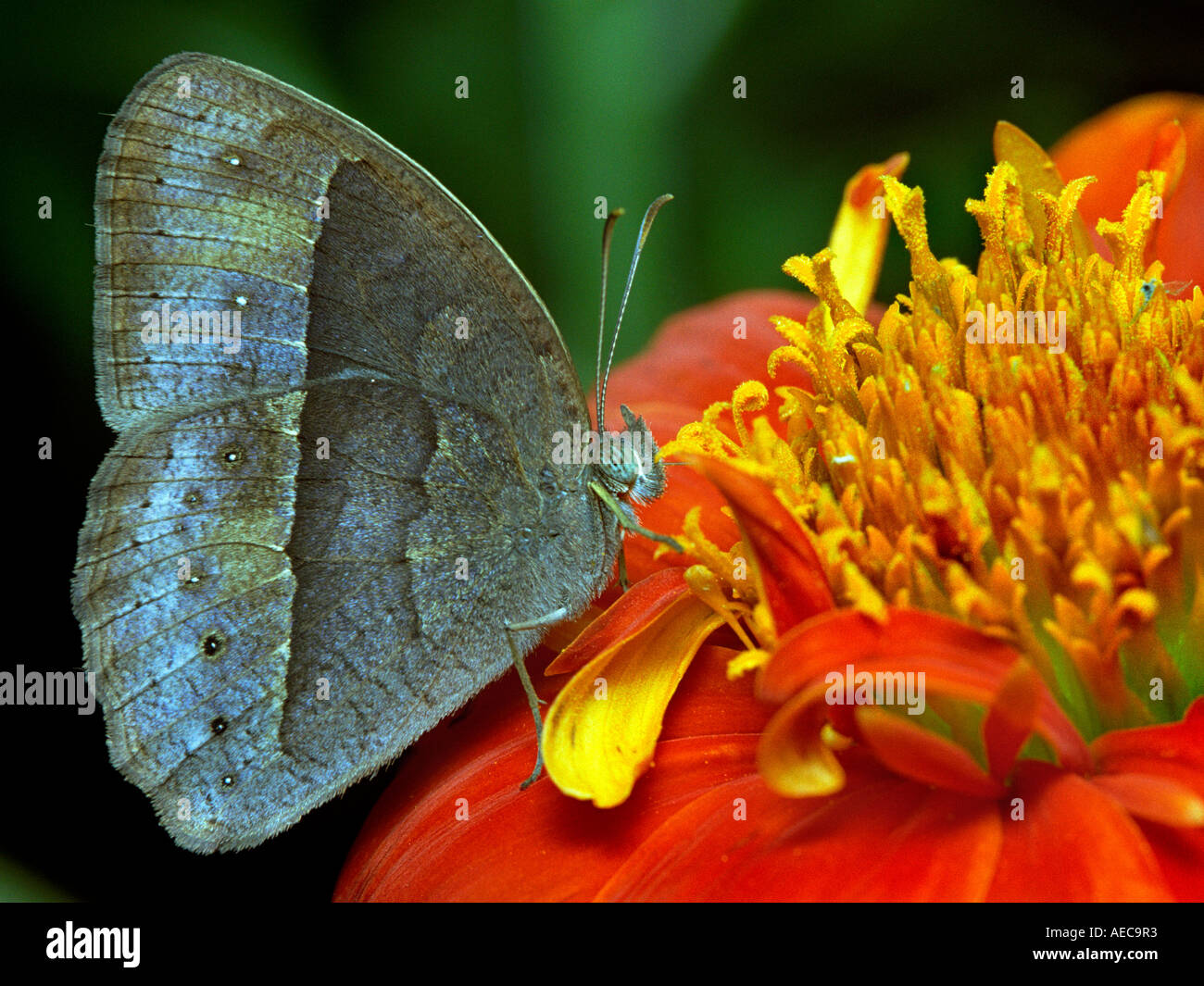 Common Evening Brown, Melanitis leda, lateral view, resting on a wild Zinnia flower Stock Photo