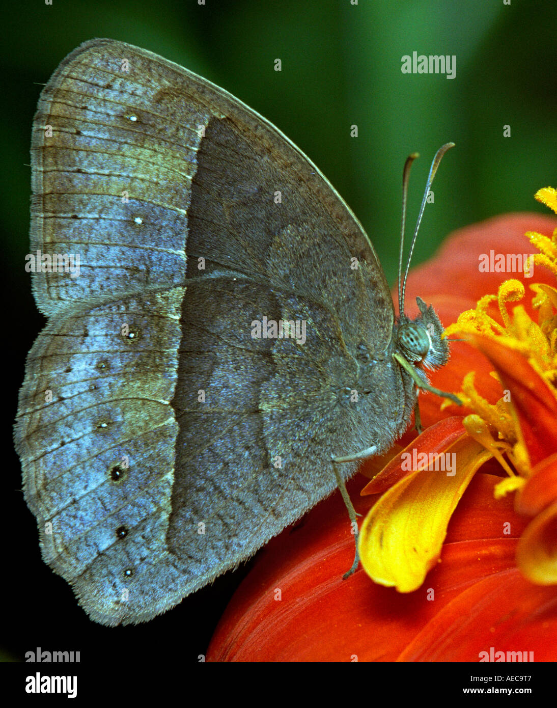 Common Evening Brown, Melanitis leda, lateral view, resting on a wild Zinnia flower Stock Photo