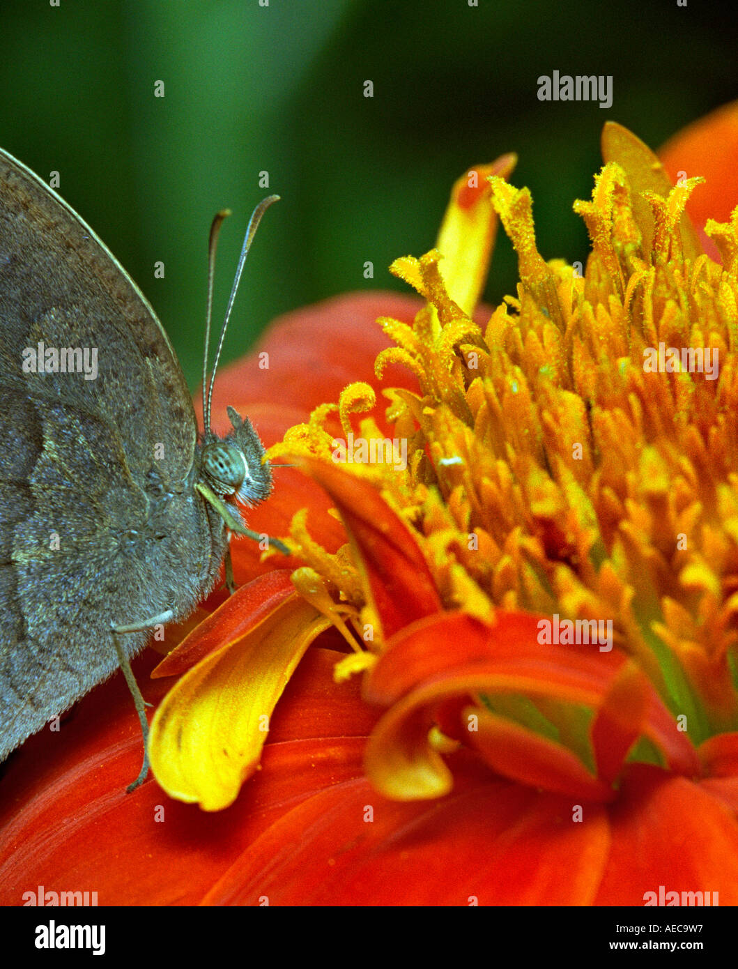 Common Evening Brown, Melanitis leda, lateral view, resting on a wild Zinnia flower Stock Photo