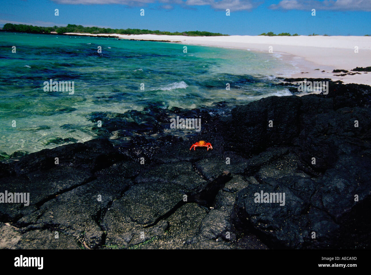 Seaweed sally hi-res stock photography and images - Alamy