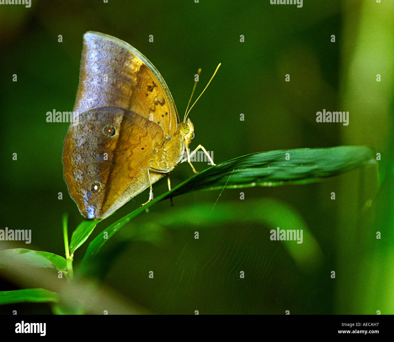 Duffer butterfly hires stock photography and images Alamy
