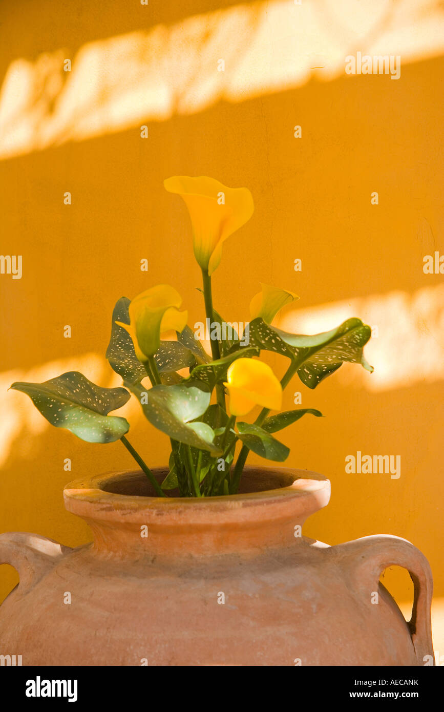 cala lilies Melville Winery Santa Rita Hills Santa Ynez Valley California Stock Photo