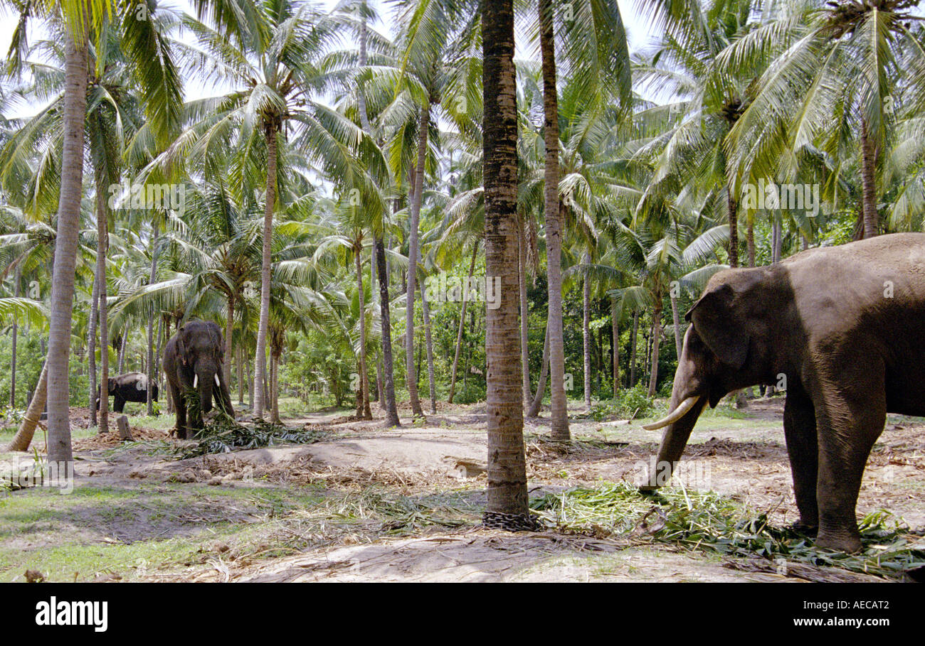 Indian elephants standing and eating among coconut trees in Aanakottil, Guruvayur, Kerala, India