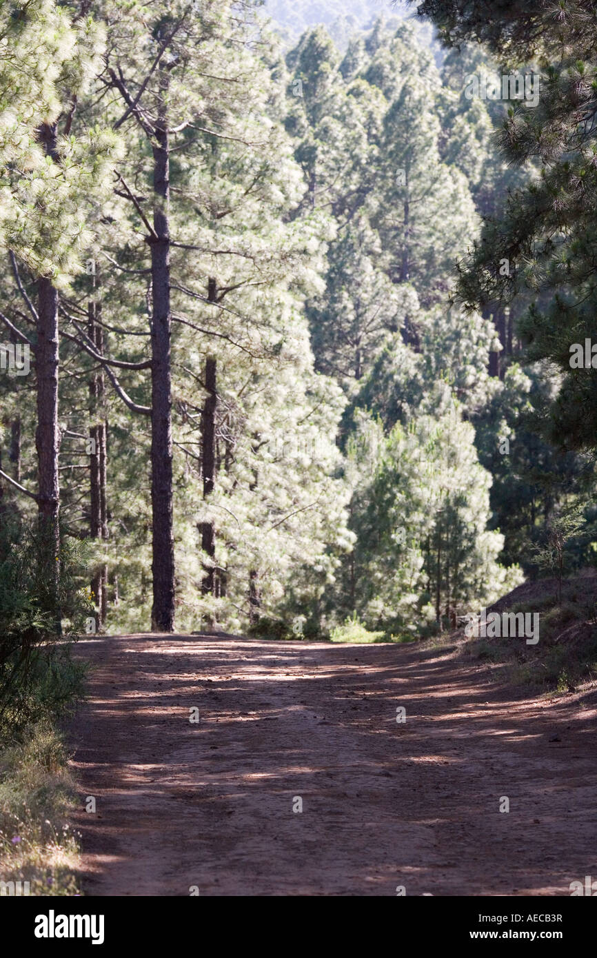 Track in the woods Stock Photo - Alamy