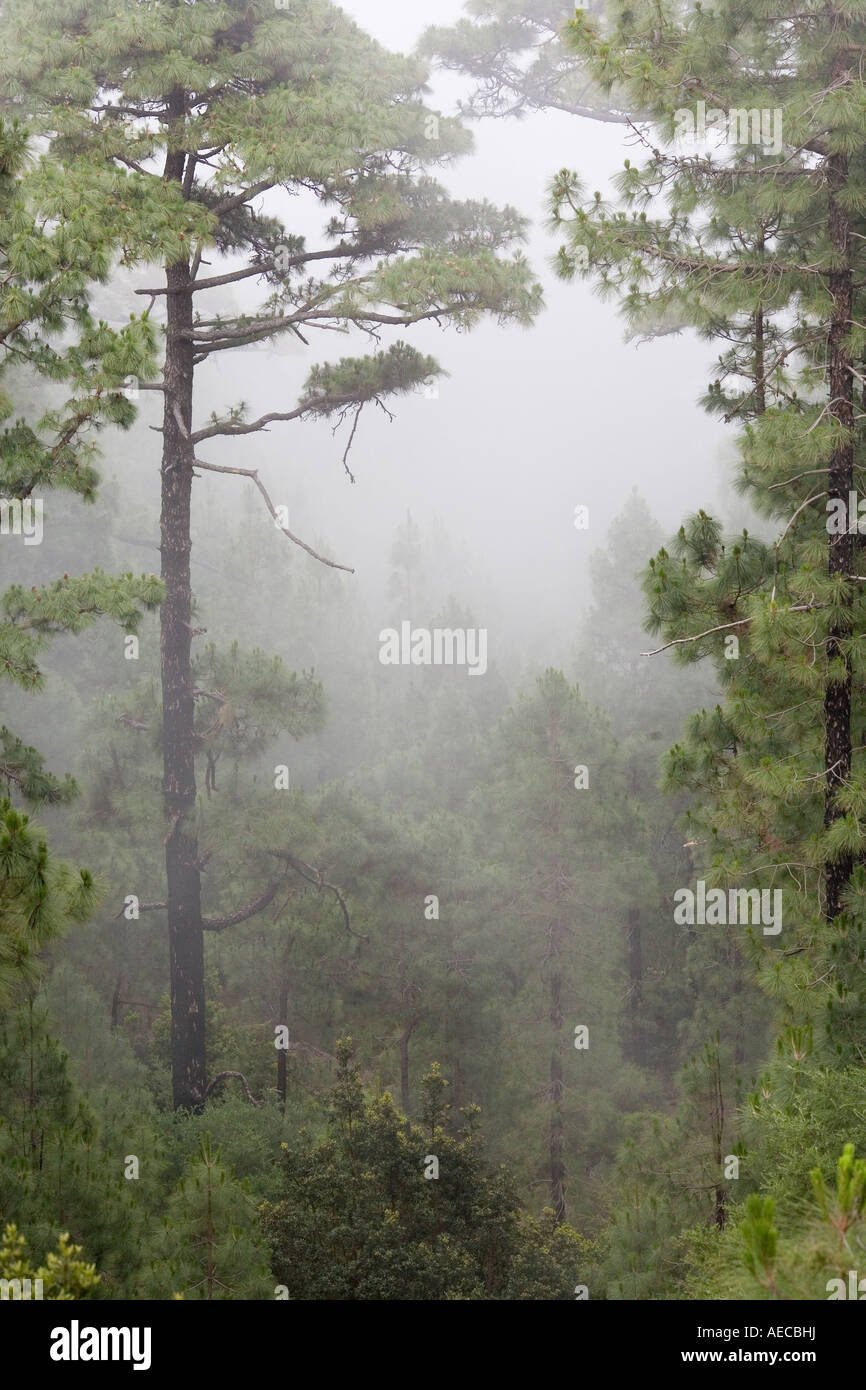 Coniferous trees in the mist Stock Photo - Alamy