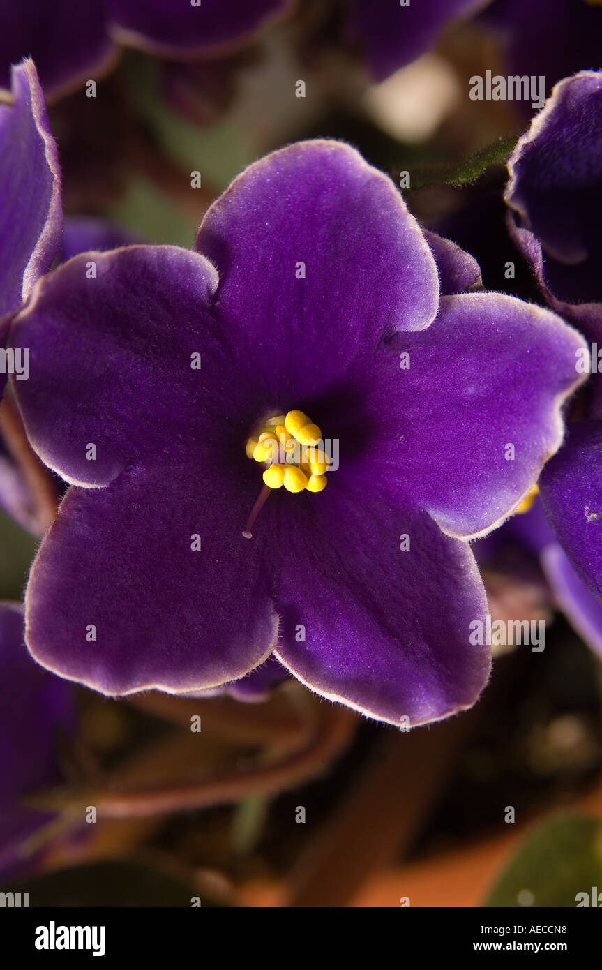 Close up of an African Violet Flower first discovered by Baron Waletr von Saint Paul in Africa in the 19th century Stock Photo