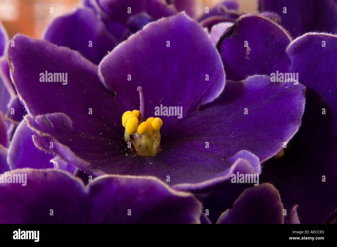 Close up of an African Violet Flower first discovered by Baron Waletr von Saint Paul in Africa in the 19th century Stock Photo
