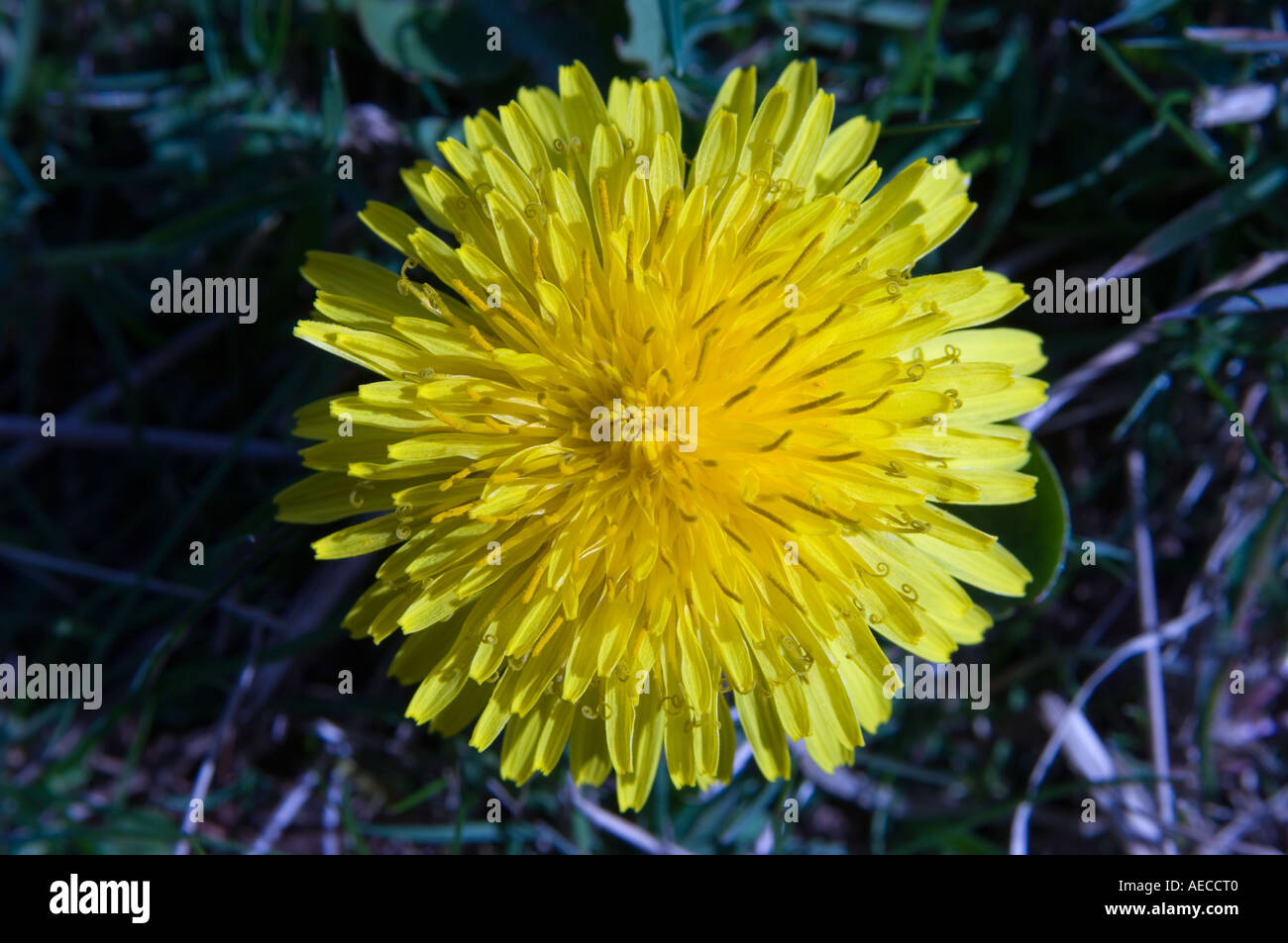 Close up of Dandelion flower Taraxacum hamatum vulgaris Stock Photo