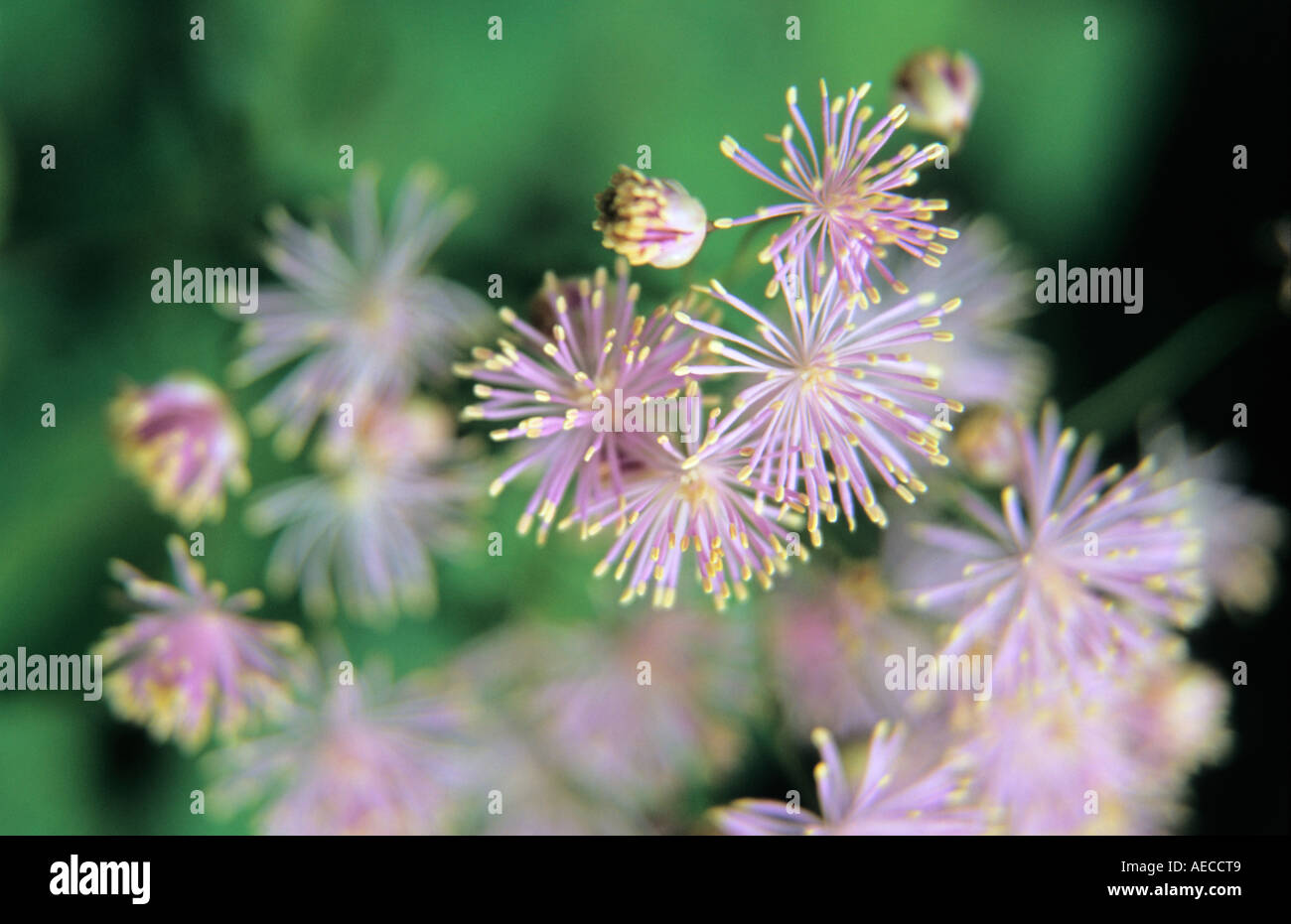French Meadow rue Thalictrum aquilegifolium flowers in close-up Stock Photo