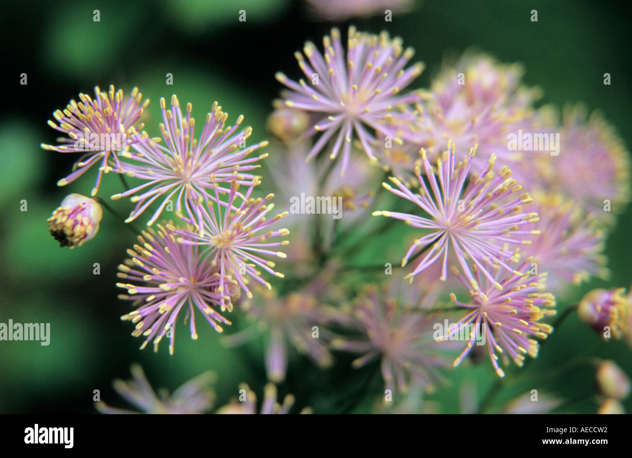 French Meadow rue Thalictrum aquilegifolium flowers in close-up Stock Photo