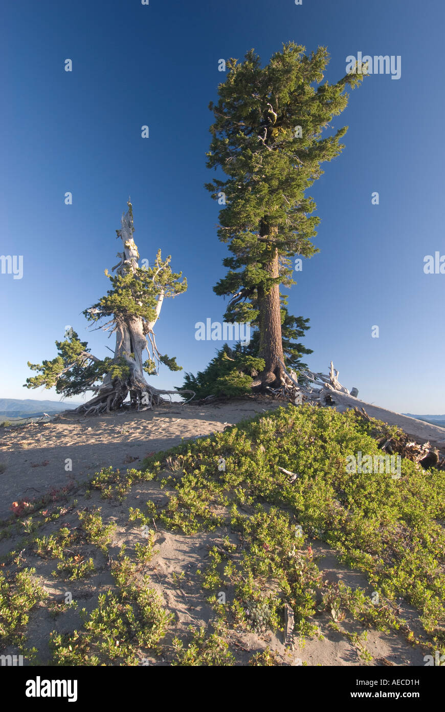 Elk255 SP14 Oregon Crater Lake NM white barked pine Stock Photo