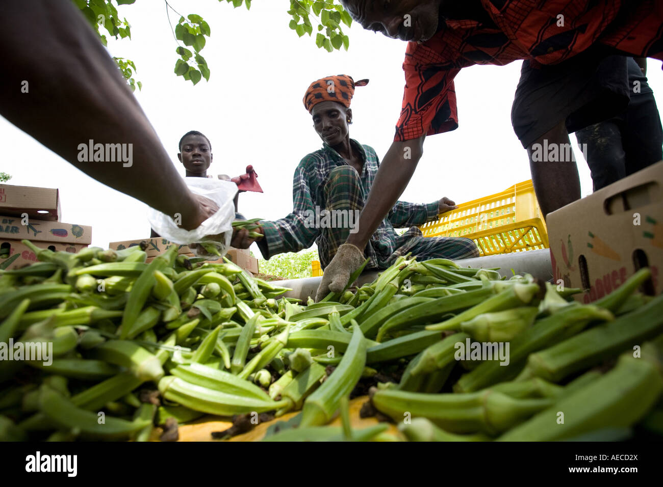 Farm workers sorting okra pods in Ghana West Africa Stock Photo Alamy
