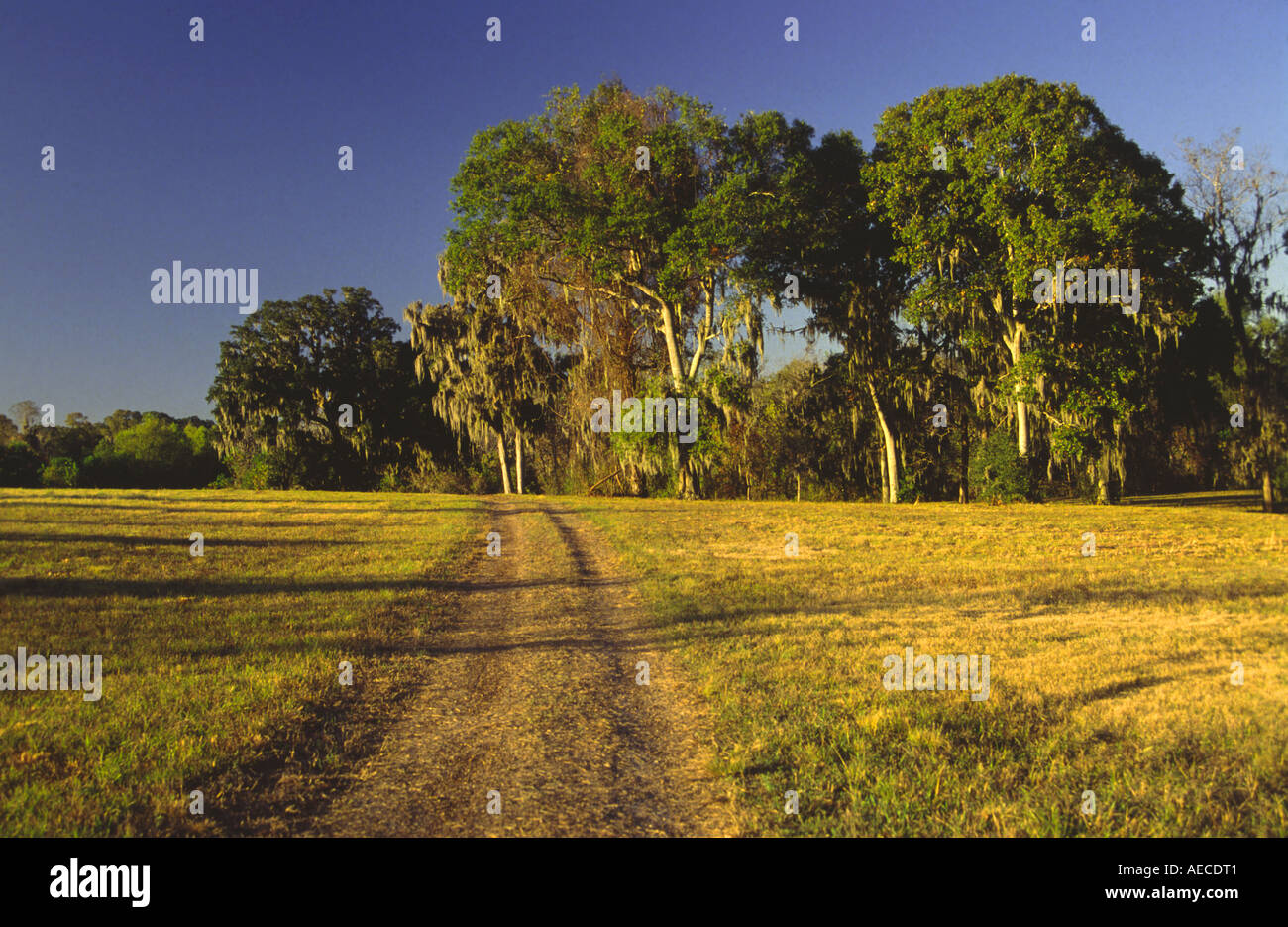 Trail near Half Lake, Brazos Bend State Park, Texas, USA Stock Photo Alamy