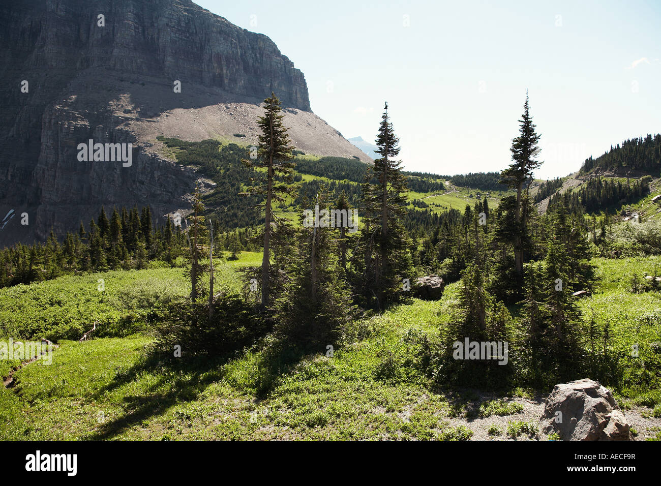 Pine Trees in Small Meadow in Glacier National Park, Montana, Northern
