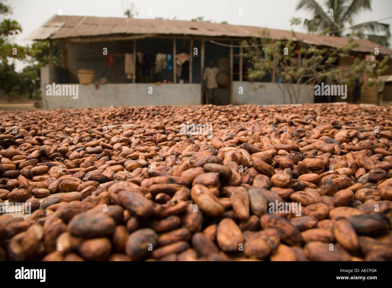 Cocoa beans drying in the sun, Ghana Stock Photo Alamy