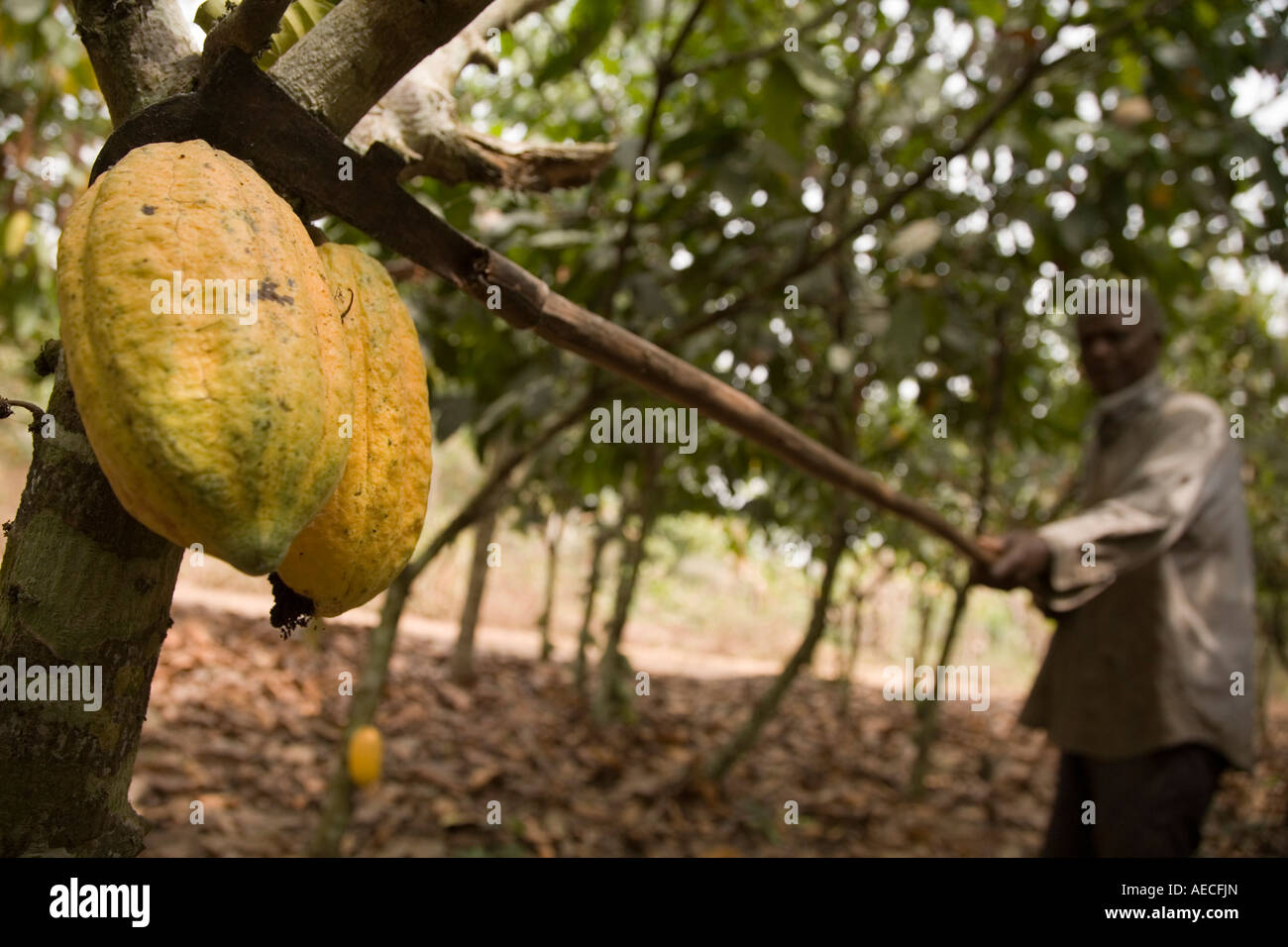 Farm worker harvesting cocoa, Ghana Stock Photo Alamy