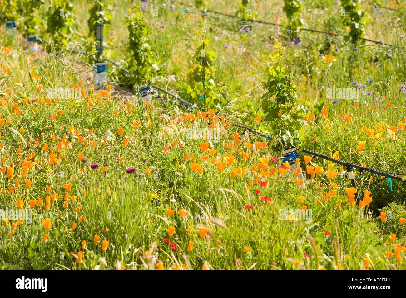 wildflowers grow among young grape vines Curtis Winery Santa Ynez Valley California Stock Photo